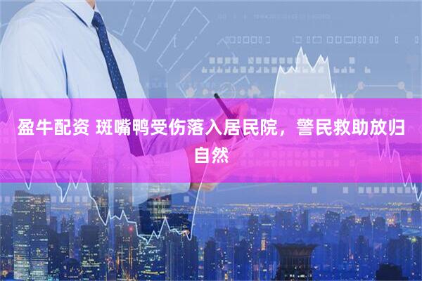 盈牛配资 斑嘴鸭受伤落入居民院，警民救助放归自然